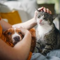Pets Pets